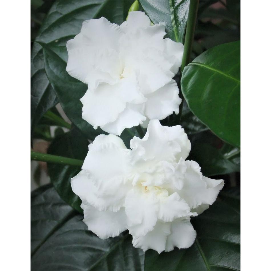 HOA NGỌC BÚT CÁNH KÉP - cây cao 50-60cm