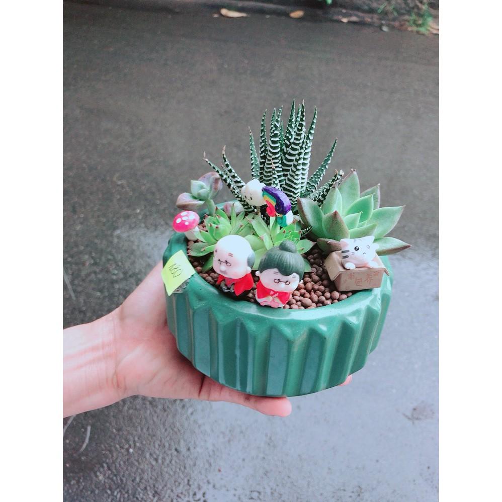 Chậu xương rồng tiểu cảnh