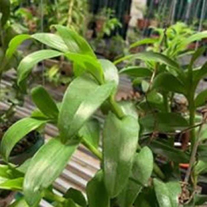 Hoa lan 5ct phủ trì
