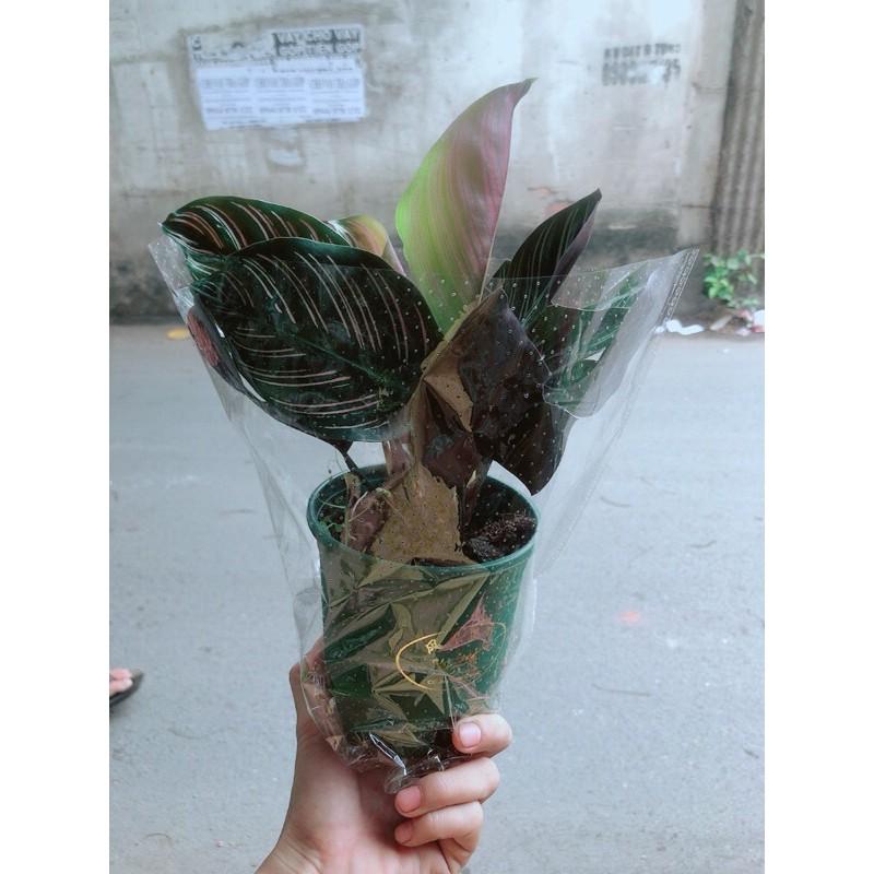 Đuôi Công Sọc