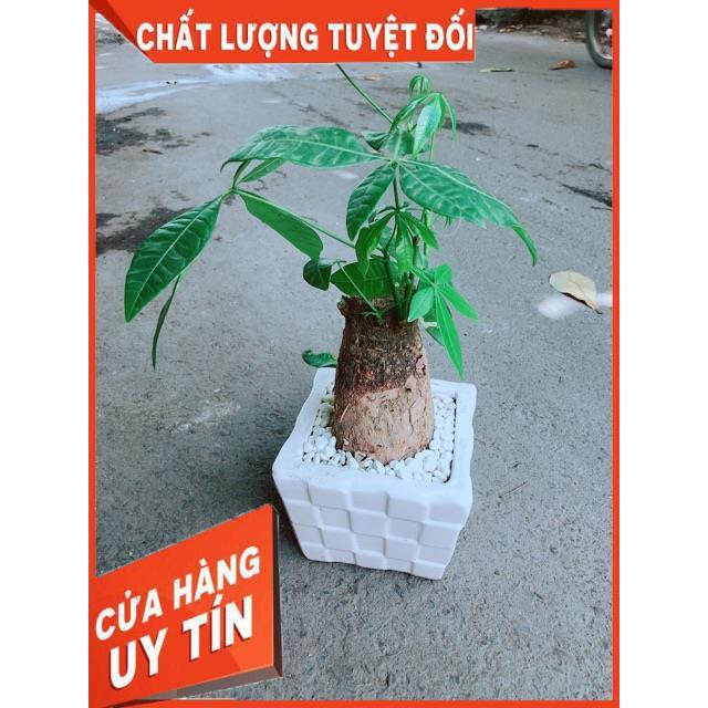 Chậu Kim Ngân Chân Voi