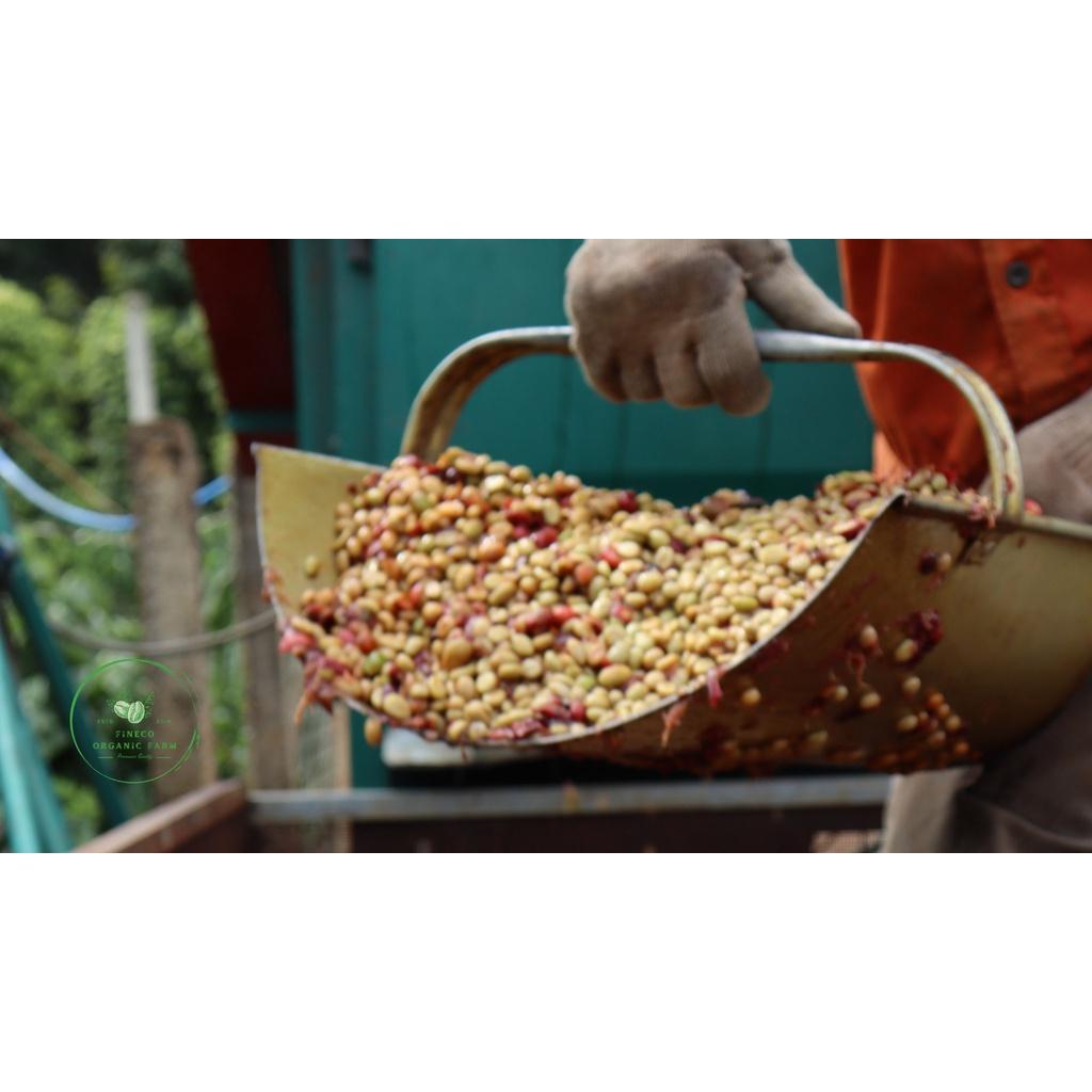 Robusta Washed - Hương vị tao nhã, đắng nhẹ, hậu ngọt - Cà phê pha phin/ Pha máy |250 - 500gr|