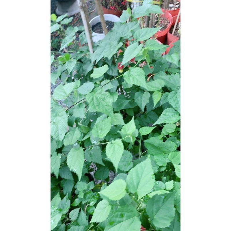 Bụi Cây Lồng Đèn Lớn