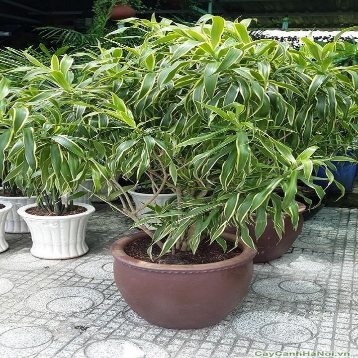 CÂY TRÚC BÁCH HỢP-CÂY CAO LỚN TRƯỜNG THÀNH