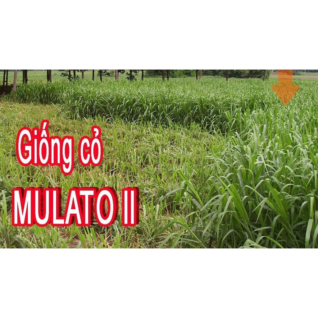 Hạt giống cỏ Mulato II - Cỏ Sả Dinh Dưỡng - Hạt giống Cỏ Chăn Nuôi
