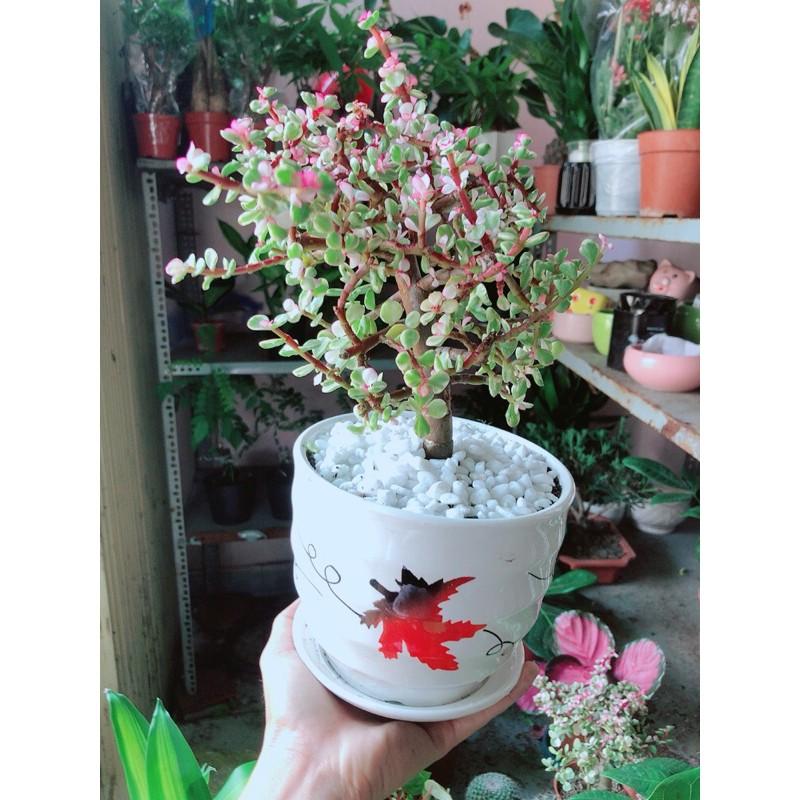 Chậu Cây Cành Vàng Lá Ngọc