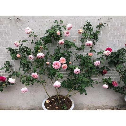 Gói 500g Phân bón HT NPK 15-5-25 chuyên bón hoa hồng - giúp đâm chồi, thân mập, nhiều nụ, hoa to, sắc thắm, lâu tàn