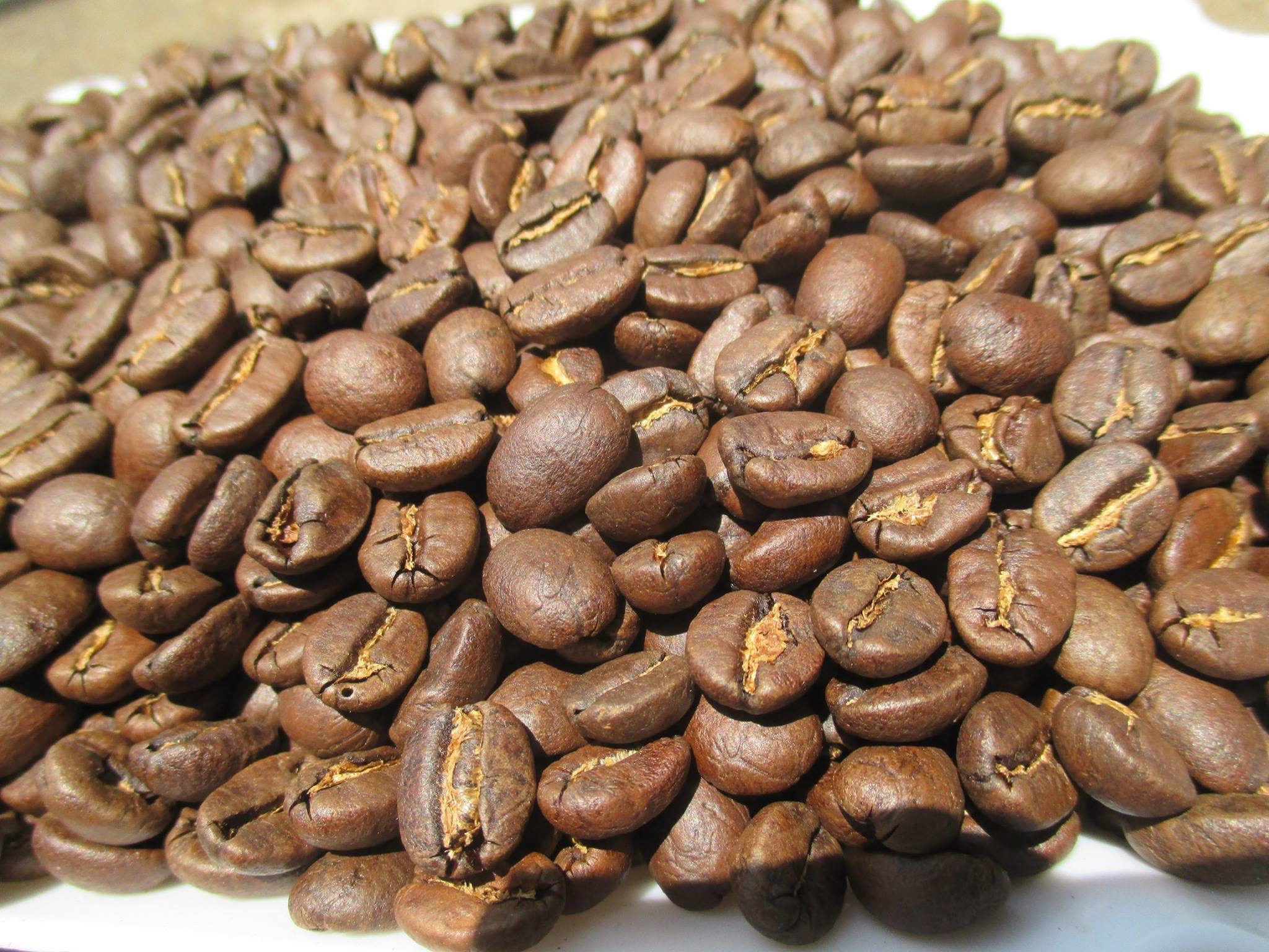 Cà phê hạt Arabica Cầu Đất nguyên chất 100% Coffee Tree 1kg thơm nồng, vị nhẹ, gu tây - Cà phê Đà Lạt tuyển chọn hoàn toàn trái chín rang công nghệ Châu Âu