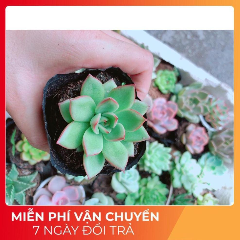 Combo 10 Cây Sen Đá