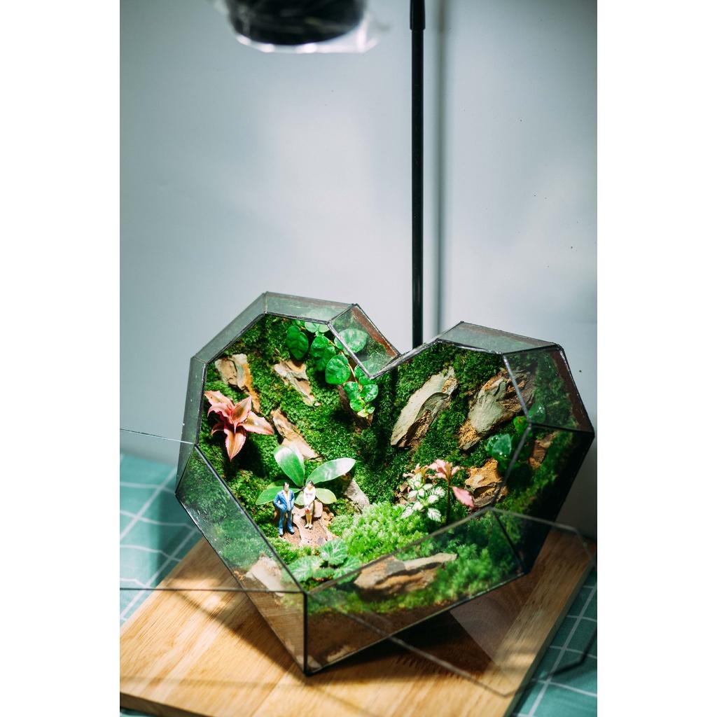 COMBO TỰ SET TERRARIUM-TRÁI TIM VALENTINE -VƯỜN NHIỆT ĐỚI
