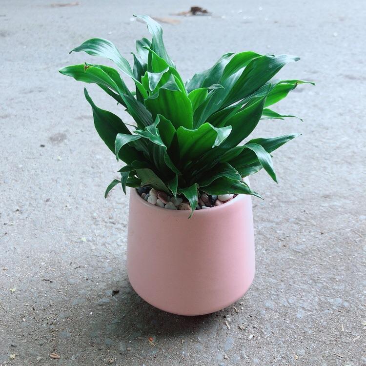 Chậu Cây Phát Tài Lá