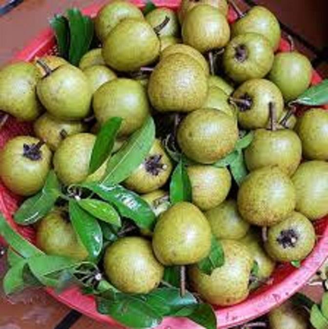 Cây HỒNG XIÊM XUÂN ĐỈNH