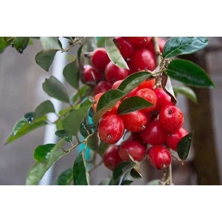 CÂY GIỐNG NHÓT NGỌT 1 năm tuổi. *