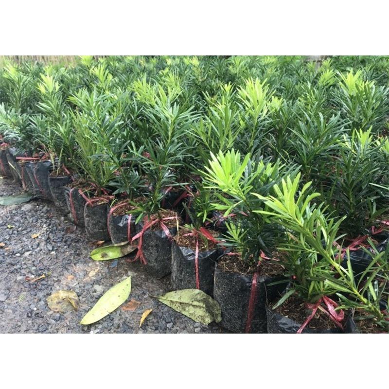 CÂY GIỐNG TÙNG VẠN NIÊN .