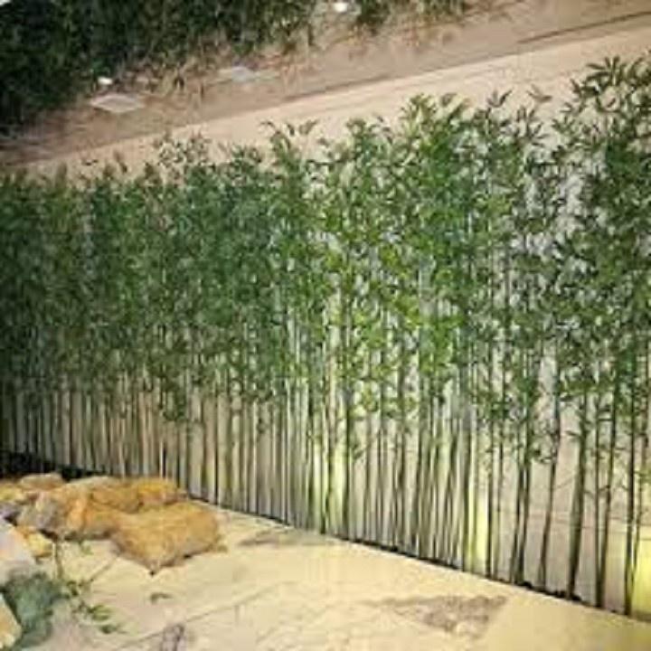 CÂY GIỐNG TRÚC QUÂN TỬ,CAO 2M