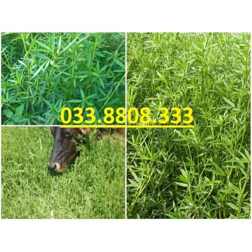 Hạt Cỏ Chăn Nuôi STYLO - Cỏ Họ Đậu - Cỏ Chăn Nuôi- Hạt Giống Cỏ Chăn Nuôi