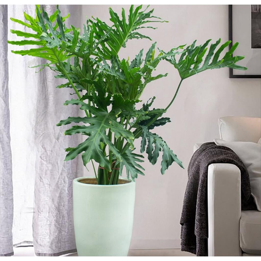CÂY giống TRẦU BÀ THANH XUÂN chậu to NHƯ HÌNH. ()