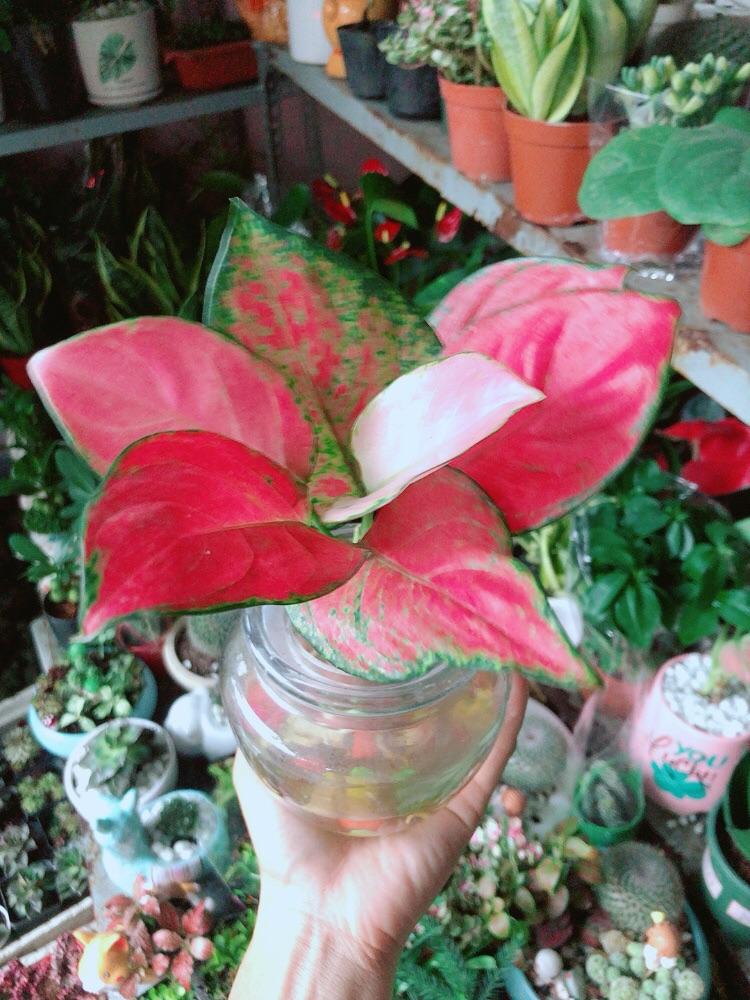 Chậu Cây Vạn Lộc Thuỷ Sinh