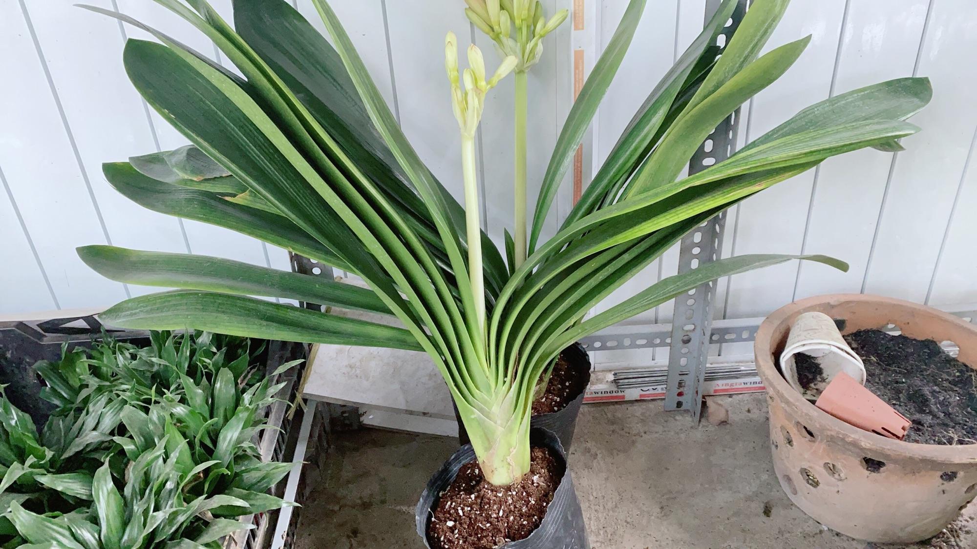 Lan Quân Tử Có Hoa