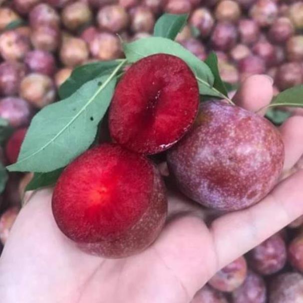 Cây giống mận tam hoa
