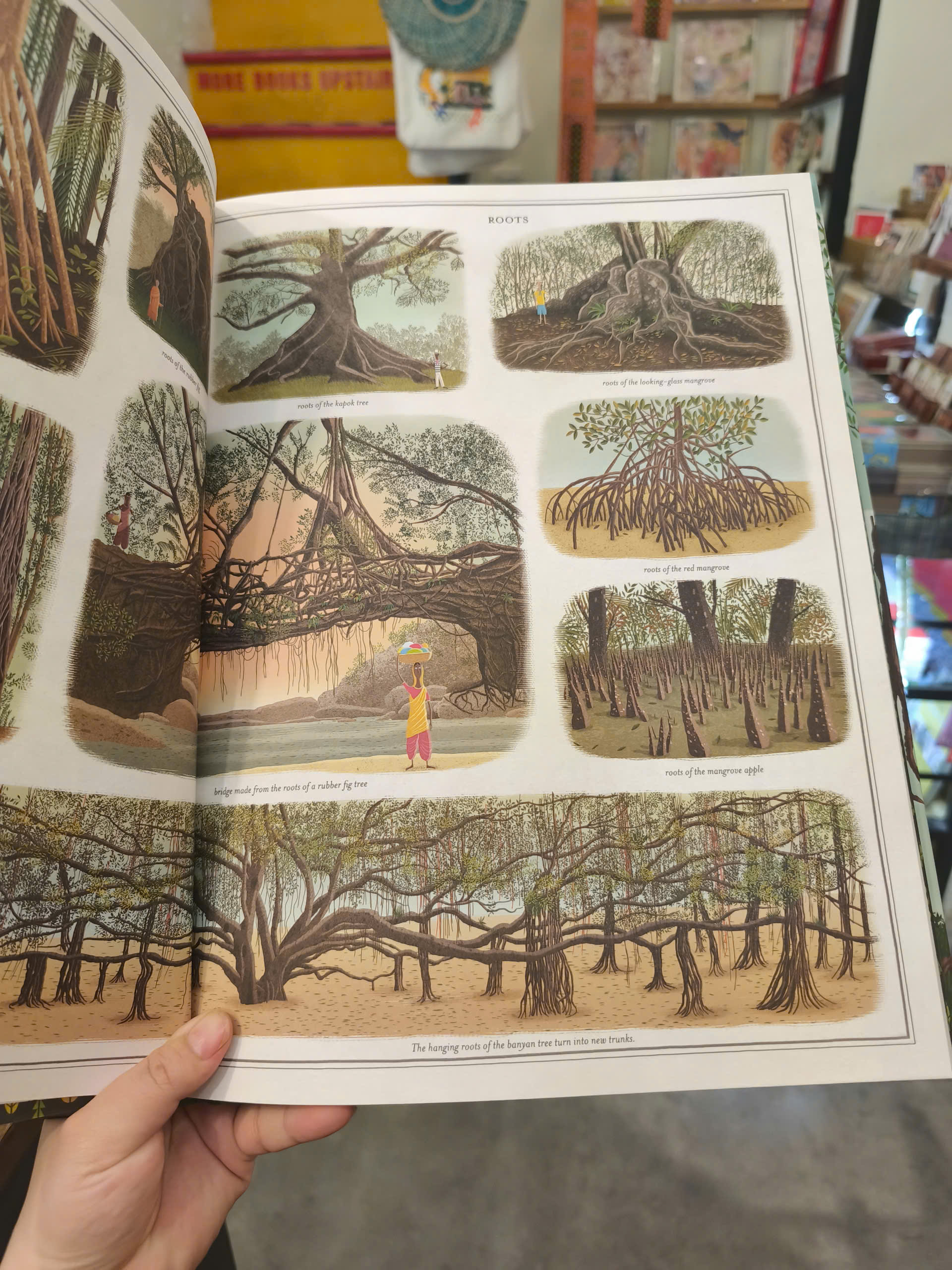 Sách - The Book of Trees by Piotr Socha | Childrens Picture Book / Ngoại văn Thiếu nhi Bìa cứng