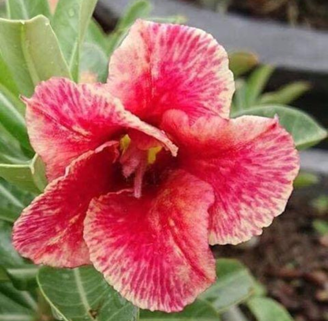 Sứ Phi Vân Một Cốt, Cao 20-30cm - Cây Sứ Thái, Cây Chơi Củ