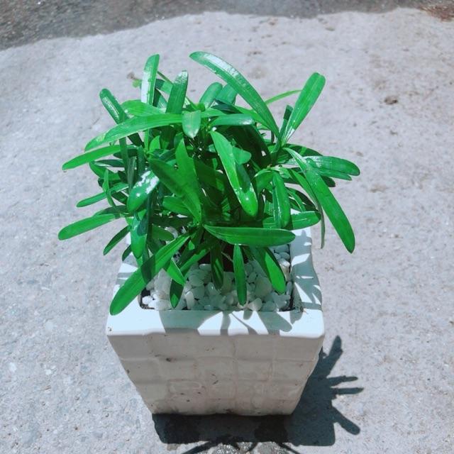 Chậu Tùng Vạn Niên