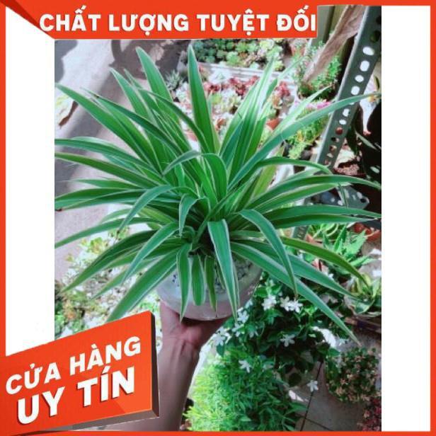 Chậu lan phát tài
