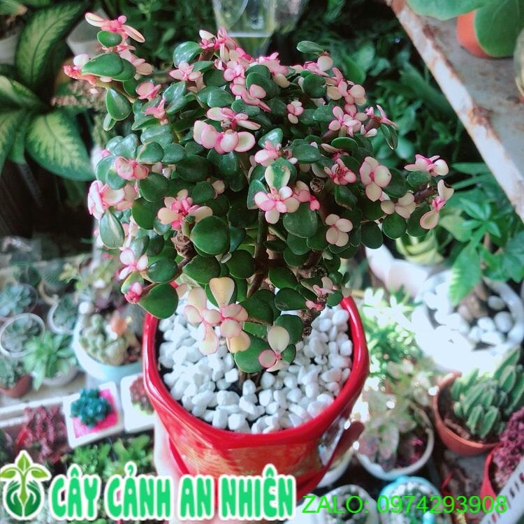 Chậu Cây Cành Vàng Lá Ngọc