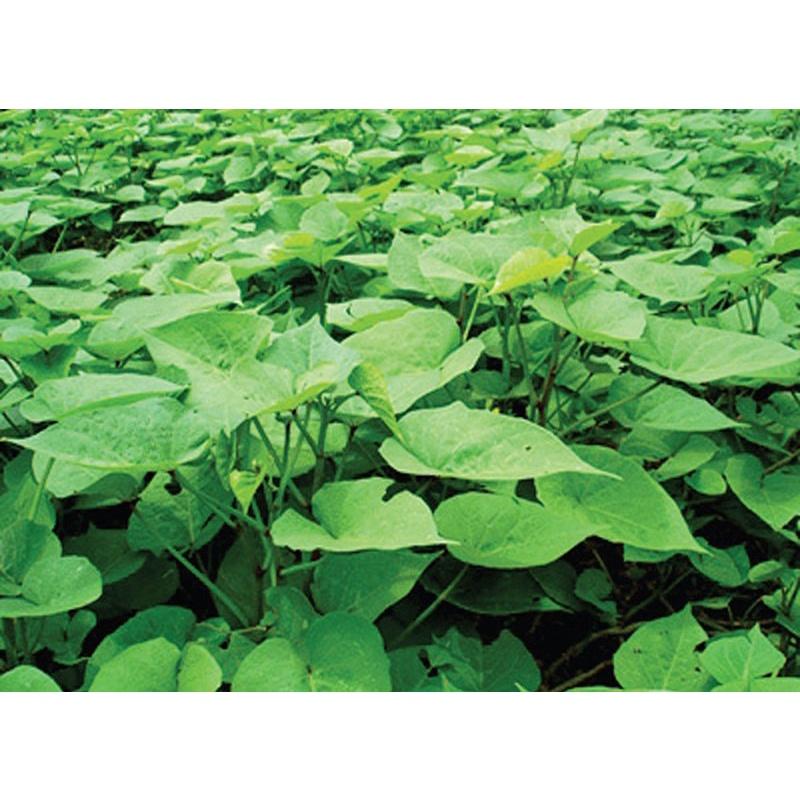 Set 20 cây giống rau lang rễ trần
