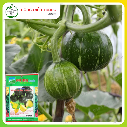 Hạt Giống Bí Đỏ Ăn Non F1 PN-333 Phú Nông - Gói 10 Hạt - Dễ Trồng Dễ Chăm Sóc, Sai Trái VTNN Nông Điền Trang