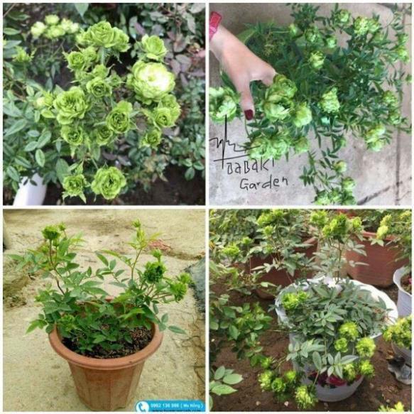 Cây hoa hồng xanh đang nụ