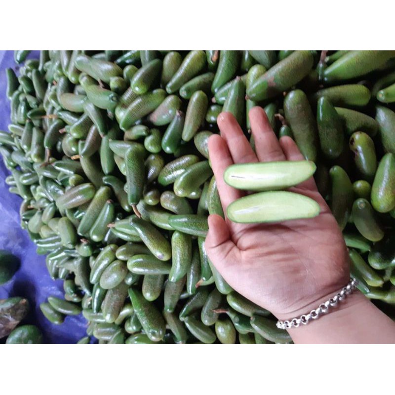 Cây giống bơ ngón tay Loka