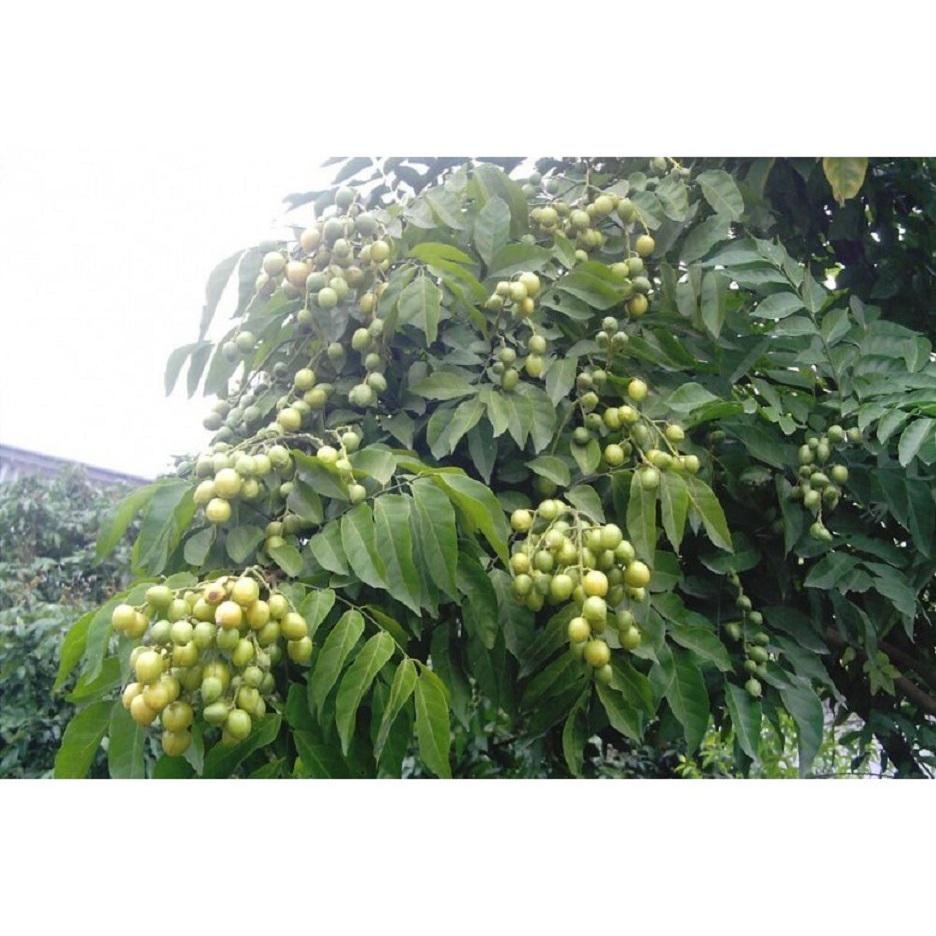 Cây QUẤT HỒNG BÌ, cây giống mập, bầu đất to, siêu quả
