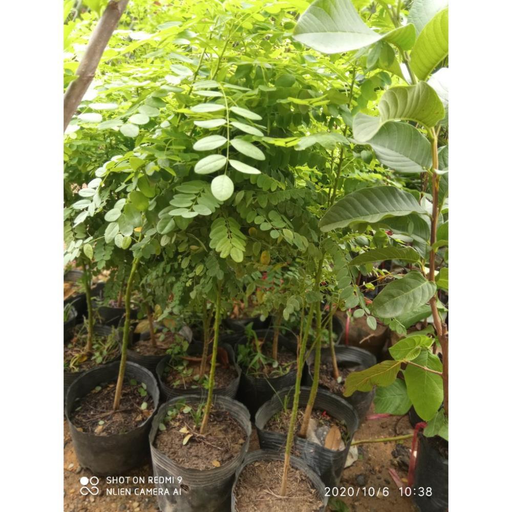 CÂY GIỐNG CÂY HOA HÒE ,CAM KẾT GIỐNG CHUẨN F1 + Tặng 01 cây dâu da đất