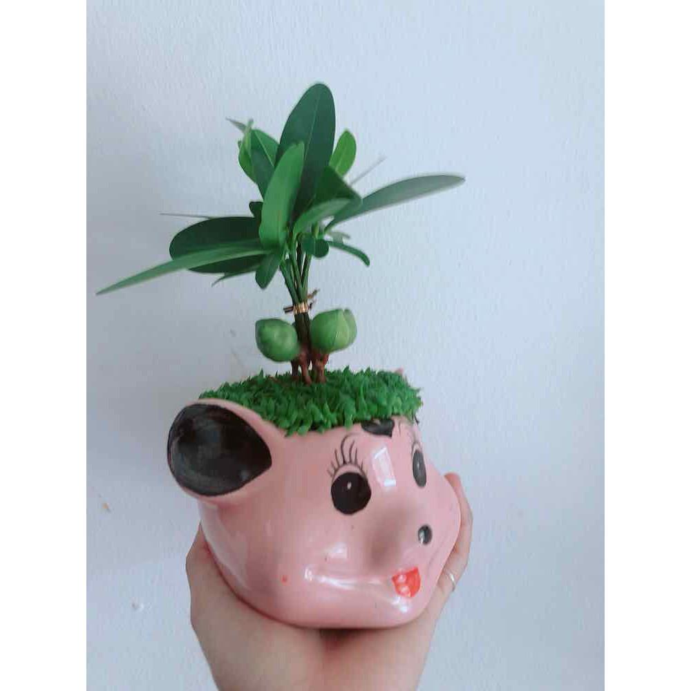 Chậu phát tài Bán Chạy