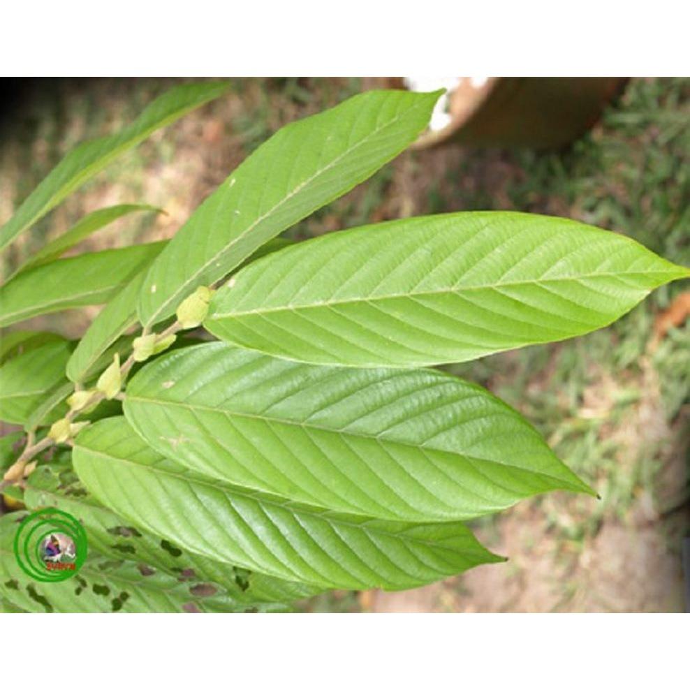 CÂY GIỐNG CÂY CHÒ CHỈ, CÂY GIỐNG CAO TO ĐẸP