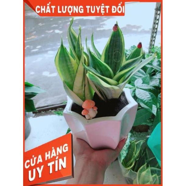 Chậu Lưỡi Hổ Thái Vàng