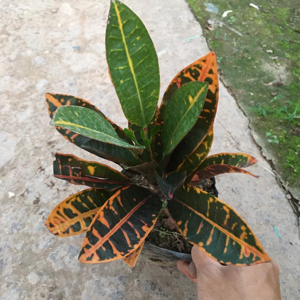Cây Vàng Anh Lá Mít Màu Lá Đỏ Xanh Thích Hợp Trang Trí Sân Vườn,Ban Công