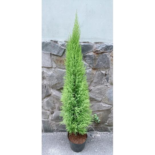 Tùng Thơm Kèm Chậu Sứ Lớn