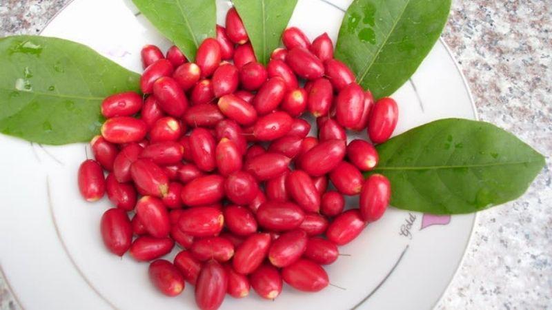 CÂY THẦN KỲ GIỐNG