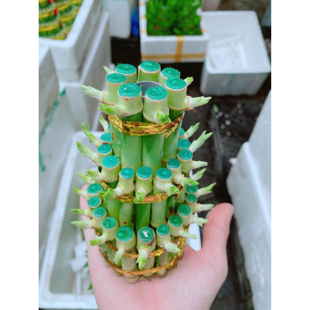 Cây Phát Tài Bán Chạy