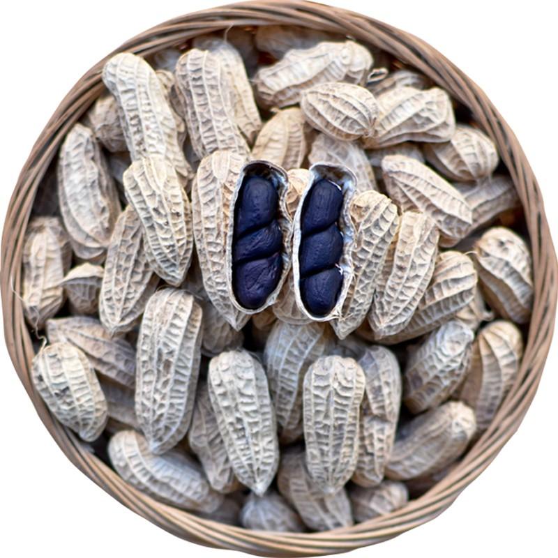 Hạt giống lạc đen kokuma - 15gr/gói