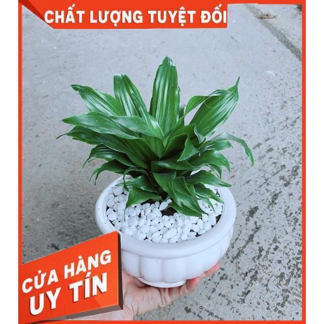 Chậu Phát Tài