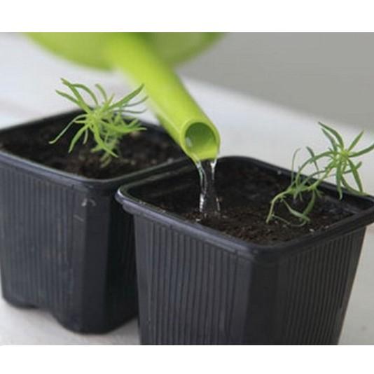 Gói 50hạt giống cây cỏ đổi màu