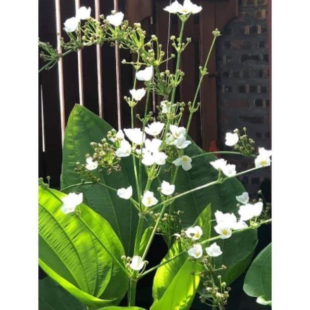 CHẬU CÂY BÁCH THỦY TIÊN MANG LẠI MAY MẮN CHO GIA CHỦ, CỰC DỄ TRỒNG