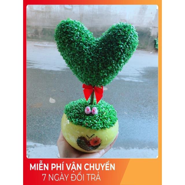 Chậu Cây May Mắn Trái Tim
