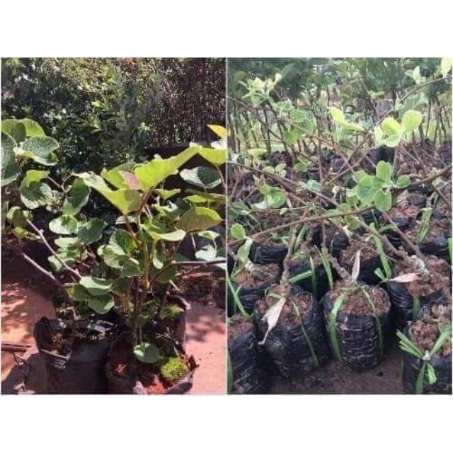 Sản phẩm CÂY GIỐNG KIWI