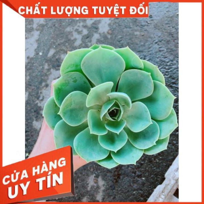 Chậu Sen Đá Xanh Đất Nhiều Người Mua