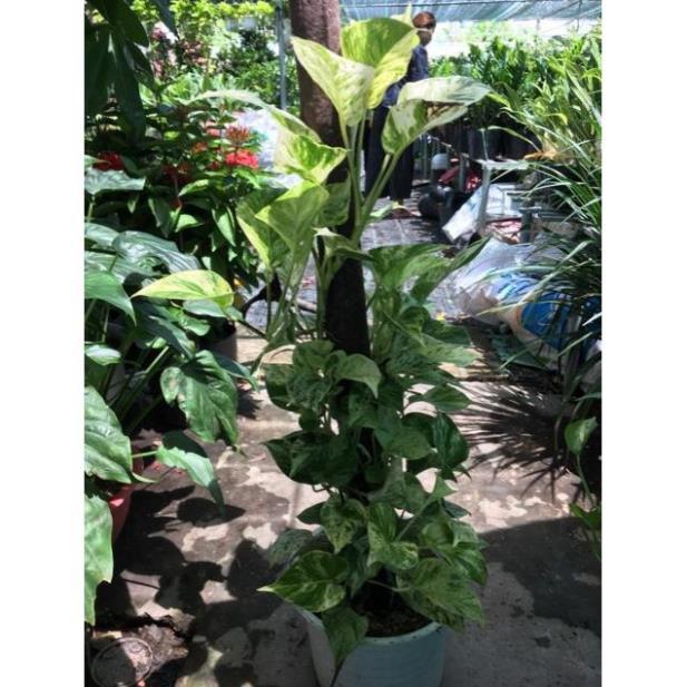 Cây trầu bà sữa